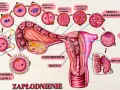 Ilustracja przedstawia proces zapłodnienia i wczesnego rozwoju zarodka, od komórki jajowej do implantacji w macicy.