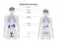 Ilustracja przedstawia ludzki układ hormonalny z zaznaczonymi gruczołami: szyszynką, podwzgórzem, przysadką, tarczycą, przytarczycami, nadnerczami, trzustką, jajnikami i jądrami.