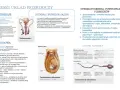 Męski układ rozrodczy: budowa jąder, powstawanie plemników (spermatogeneza) i budowa plemnika.