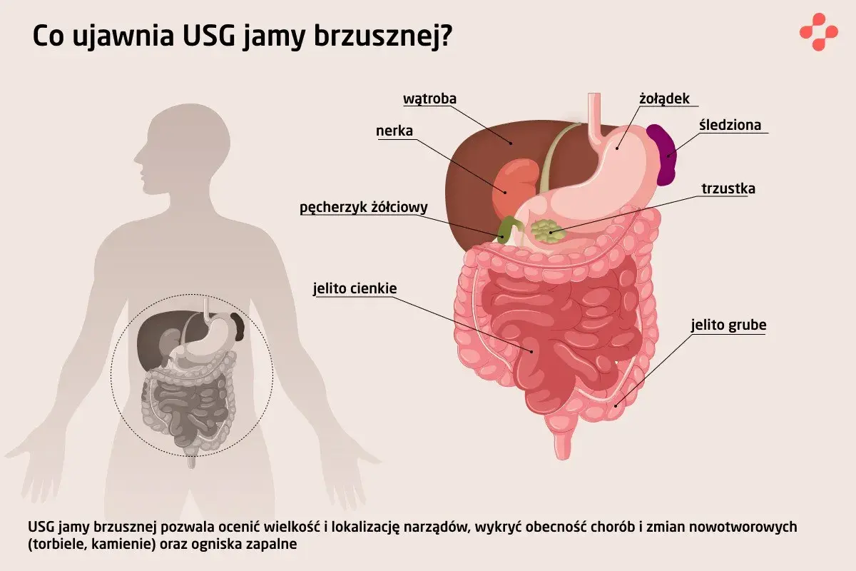 USG jamy brzusznej co wykrywa? Ilustracja pokazuje narządy jamy brzusznej: wątrobę, nerki, żołądek, jelita, trzustkę, śledzionę, pęcherzyk żółciowy.