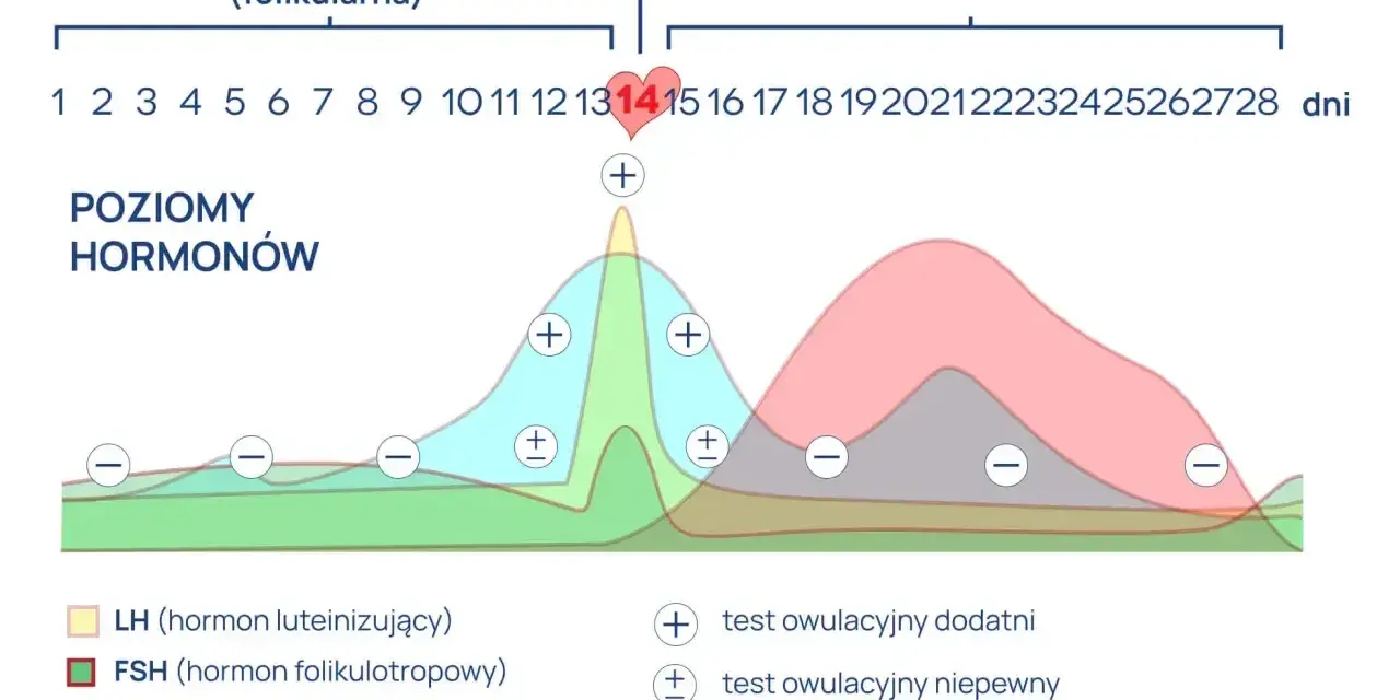 Wykres cyklu menstruacyjnego z poziomami hormonów i oznaczeniami testów owulacyjnych.