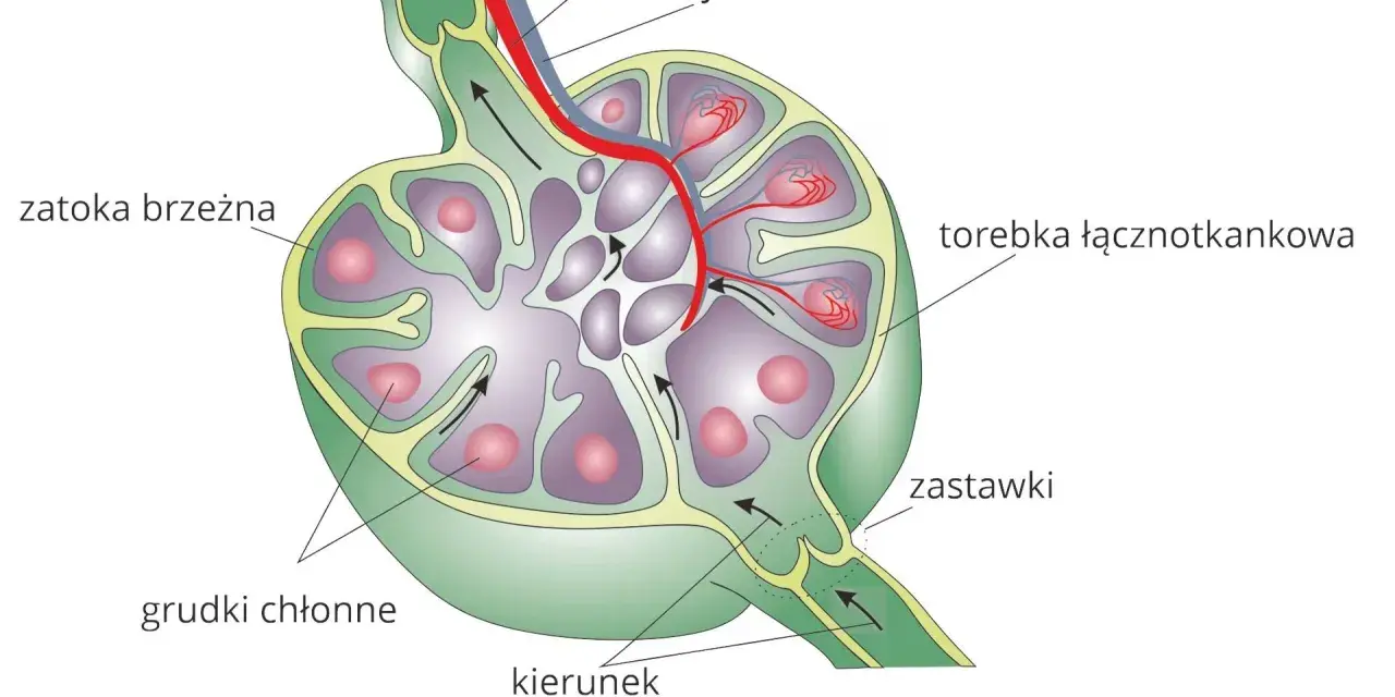 Przekrój węzła chłonnego, kluczowego elementu układu limfatycznego, z widocznymi grudkami chłonnymi, zatoką brzeżną i naczyniami.