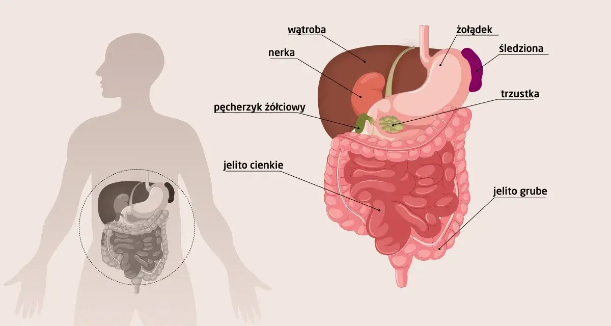 USG jamy brzusznej co wykrywa? Ilustracja pokazuje narządy jamy brzusznej: wątrobę, nerki, żołądek, jelita, trzustkę, śledzionę, pęcherzyk żółciowy.