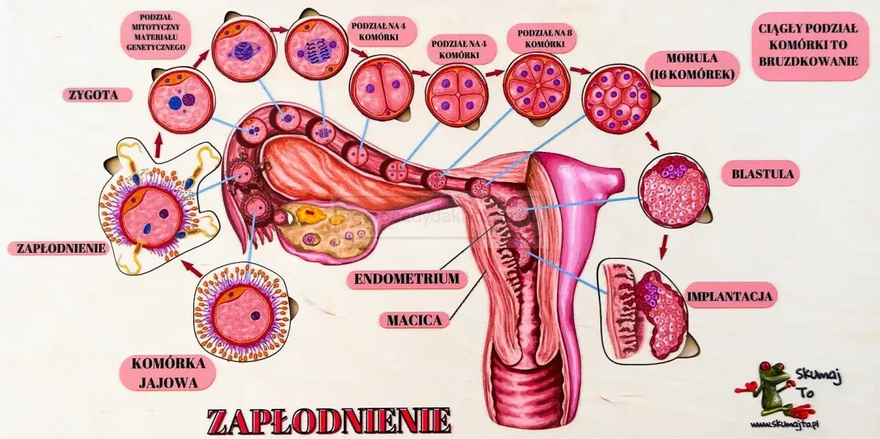 Ilustracja przedstawia proces zapłodnienia i wczesnego rozwoju zarodka, od komórki jajowej do implantacji w macicy.