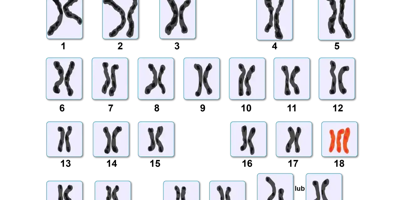 Kariotyp przedstawia pary chromosomów, w tym wyróżnione na czerwono chromosomy płciowe.