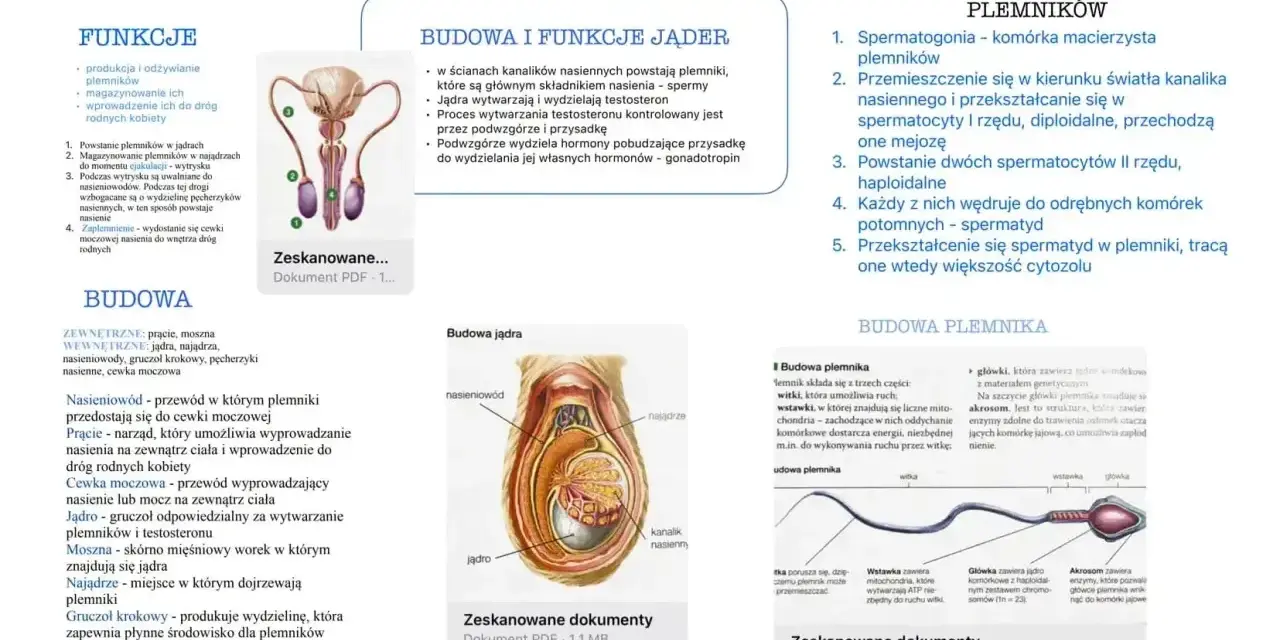 Męski układ rozrodczy: budowa jąder, powstawanie plemników (spermatogeneza) i budowa plemnika.