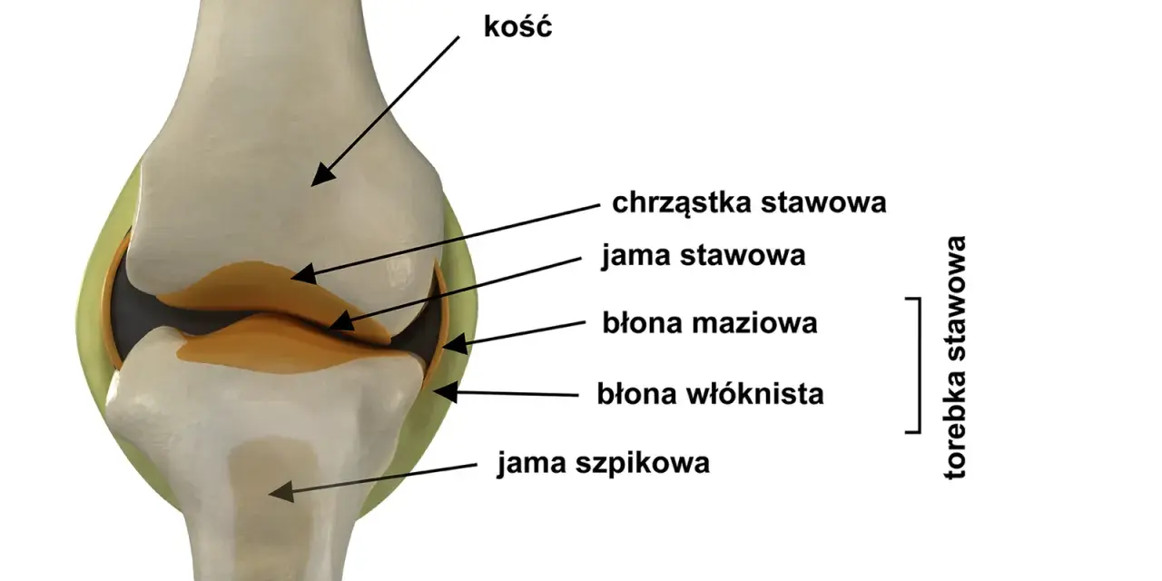 Przekrój stawu z widocznymi kośćmi, chrząstką, jamą stawową, błoną maziową i włóknistą, tworzącymi torebkę stawową.
