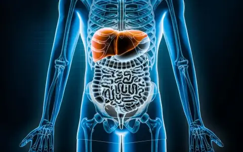 Anatomia człowieka, gdzie jest wątroba. Pomarańczowa wątroba widoczna nad jelitami w niebieskim szkielecie.
