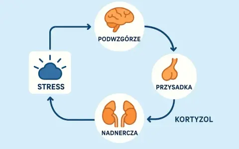 Cykl reakcji na stres: podwzgórze, przysadka, nadnercza produkują kortyzol. ACTH jest kluczowe w tym procesie.
