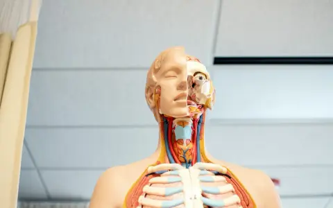 Model anatomiczny pokazuje szczegóły głowy i klatki piersiowej, w tym gardło z widocznymi naczyniami i tchawicą.