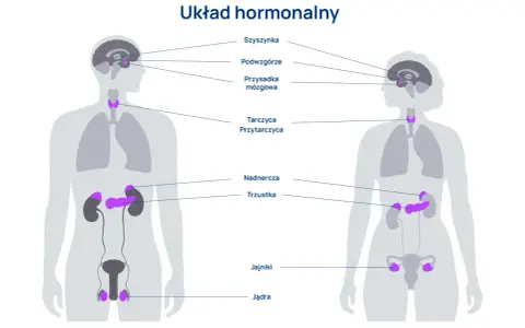 Ilustracja przedstawia ludzki układ hormonalny z zaznaczonymi gruczołami: szyszynką, podwzgórzem, przysadką, tarczycą, przytarczycami, nadnerczami, trzustką, jajnikami i jądrami.