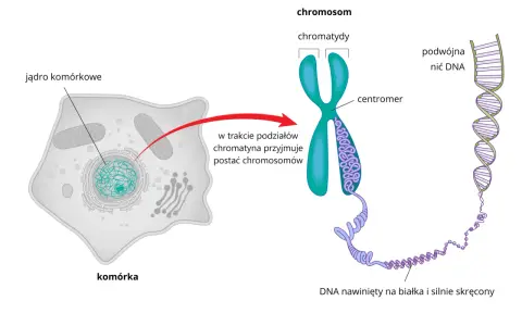 Komórka z jądrem, w którym chromatyna tworzy widoczny chromosom. DNA nawinięty na białka, tworząc podwójną nić.