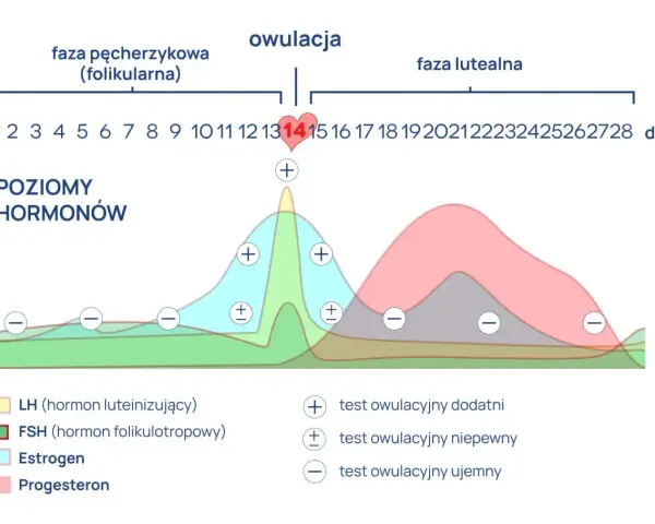 Wykres cyklu menstruacyjnego z poziomami hormonów i oznaczeniami testów owulacyjnych.