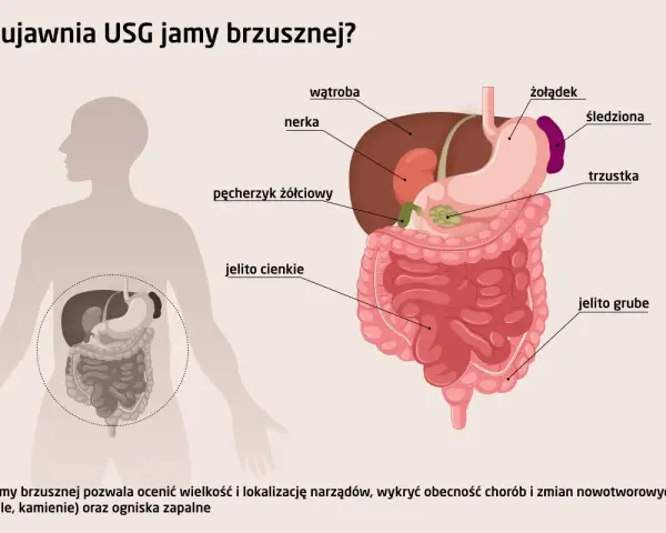 USG jamy brzusznej co wykrywa? Ilustracja pokazuje narządy jamy brzusznej: wątrobę, nerki, żołądek, jelita, trzustkę, śledzionę, pęcherzyk żółciowy.
