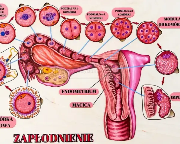 Ilustracja przedstawia proces zapłodnienia i wczesnego rozwoju zarodka, od komórki jajowej do implantacji w macicy.