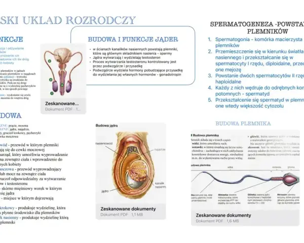 Męski układ rozrodczy: budowa jąder, powstawanie plemników (spermatogeneza) i budowa plemnika.