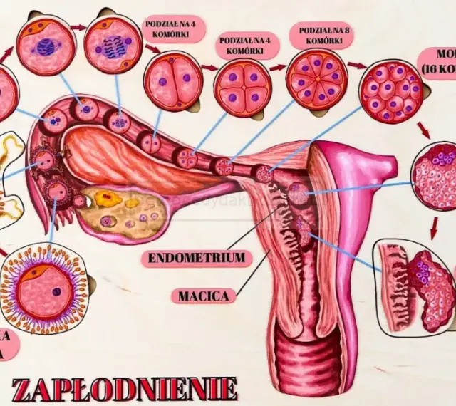 Ilustracja przedstawia proces zapłodnienia i wczesnego rozwoju zarodka, od komórki jajowej do implantacji w macicy.