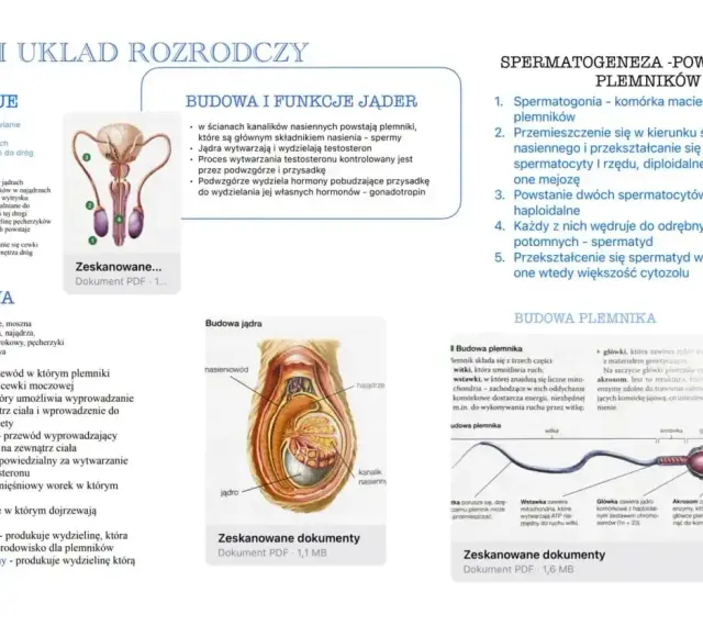 Męski układ rozrodczy: budowa jąder, powstawanie plemników (spermatogeneza) i budowa plemnika.