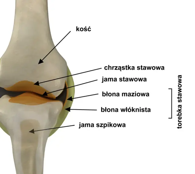 Przekrój stawu z widocznymi kośćmi, chrząstką, jamą stawową, błoną maziową i włóknistą, tworzącymi torebkę stawową.