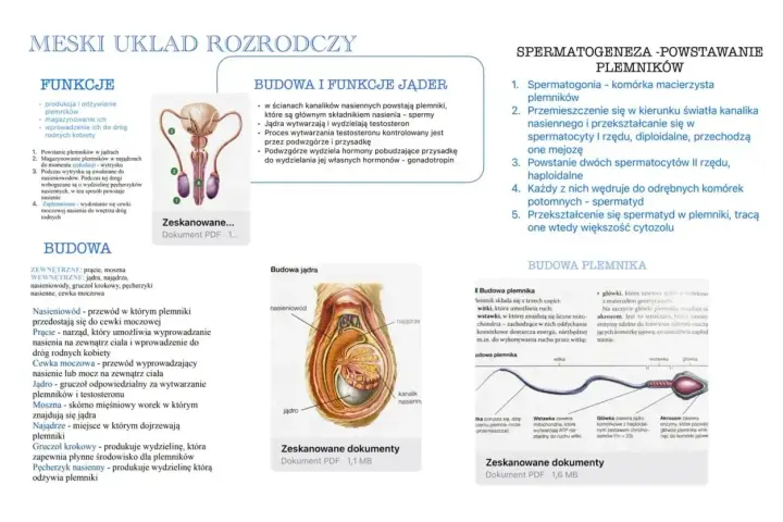 Męski układ rozrodczy: budowa jąder, powstawanie plemników (spermatogeneza) i budowa plemnika.