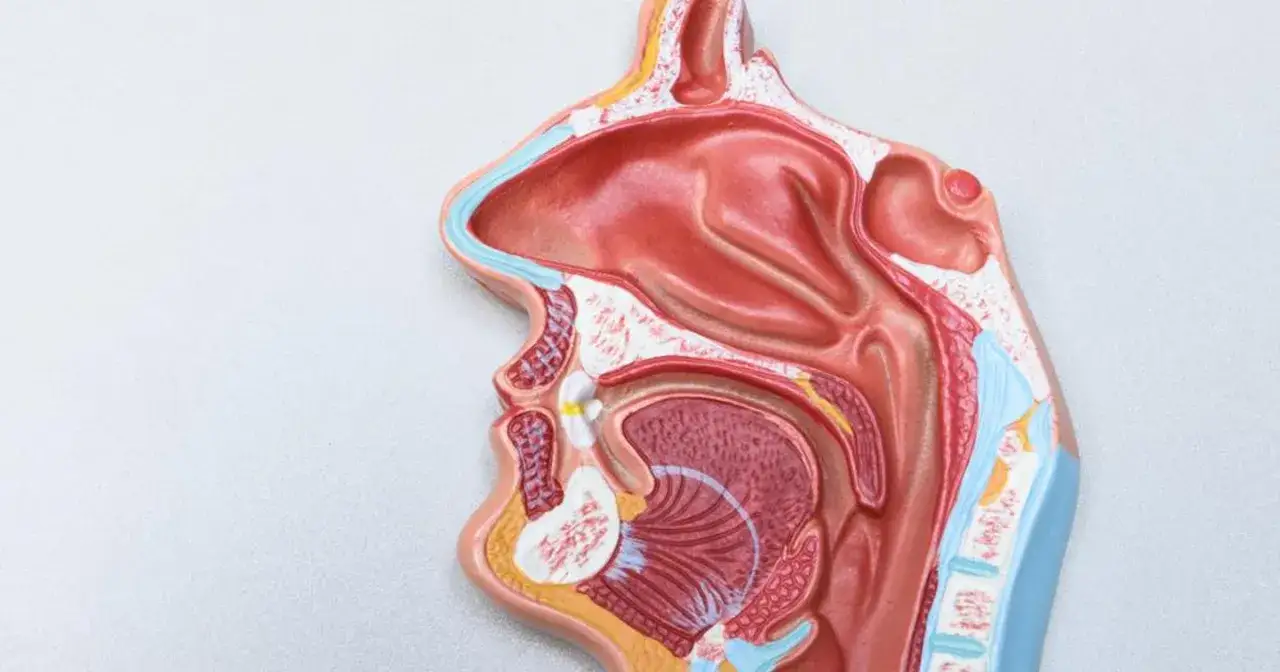 Model anatomiczny nosa i gardła, pokazujący drogi oddechowe. Sól fizjologiczna do nosa nawilża te rejony.