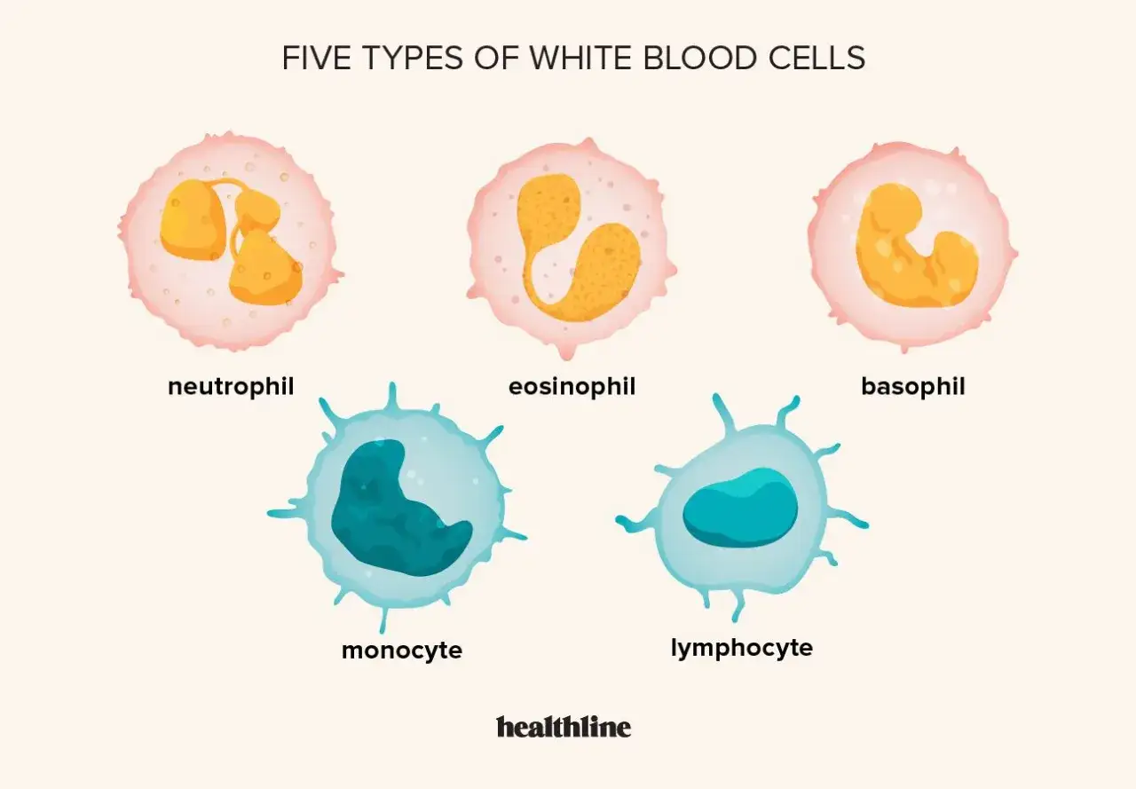 WBC morfologia co to jest? Ilustracja przedstawia pięć typów białych krwinek: neutrofil, eozynofil, bazofil, monocyt i limfocyt.
