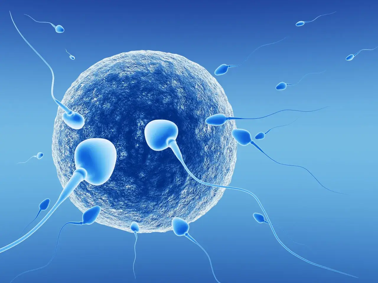 Spermatozoa otaczają komórkę jajową, przygotowując się do zapłodnienia.