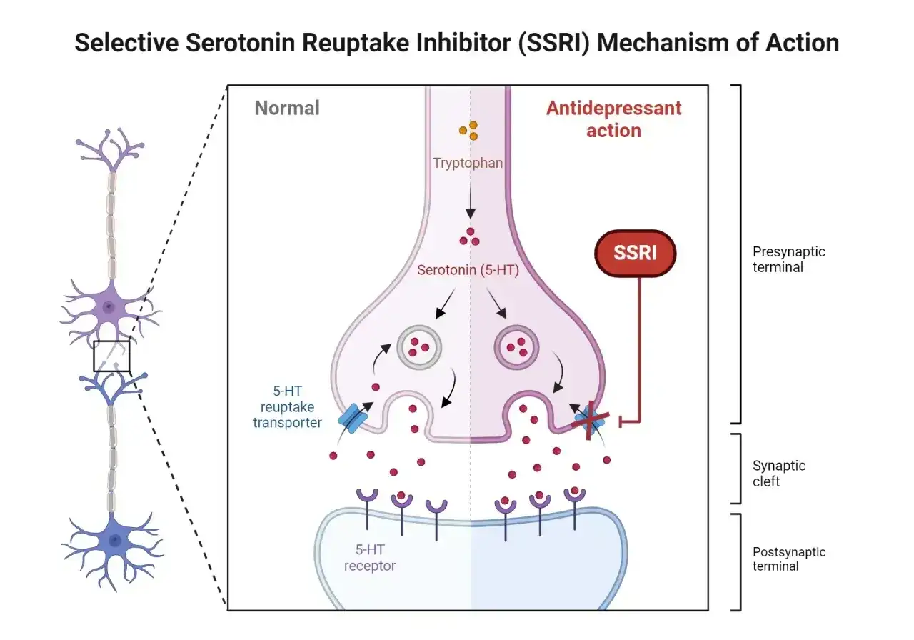 Schemat działania escipramu (SSRI): blokuje wychwyt zwrotny serotoniny, zwiększając jej dostępność w synapsie.