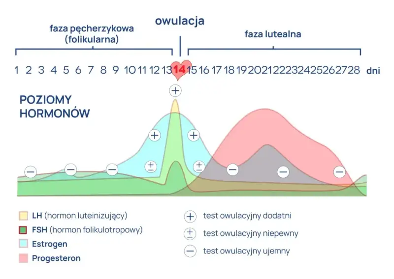 Wykres cyklu menstruacyjnego z poziomami hormonów i oznaczeniami testów owulacyjnych.