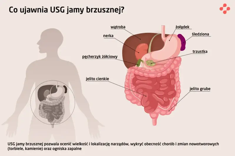 USG jamy brzusznej co wykrywa? Ilustracja pokazuje narządy jamy brzusznej: wątrobę, nerki, żołądek, jelita, trzustkę, śledzionę, pęcherzyk żółciowy.