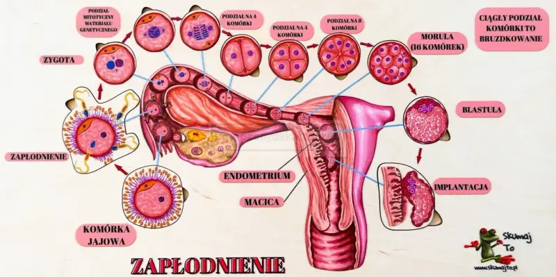 Ilustracja przedstawia proces zapłodnienia i wczesnego rozwoju zarodka, od komórki jajowej do implantacji w macicy.