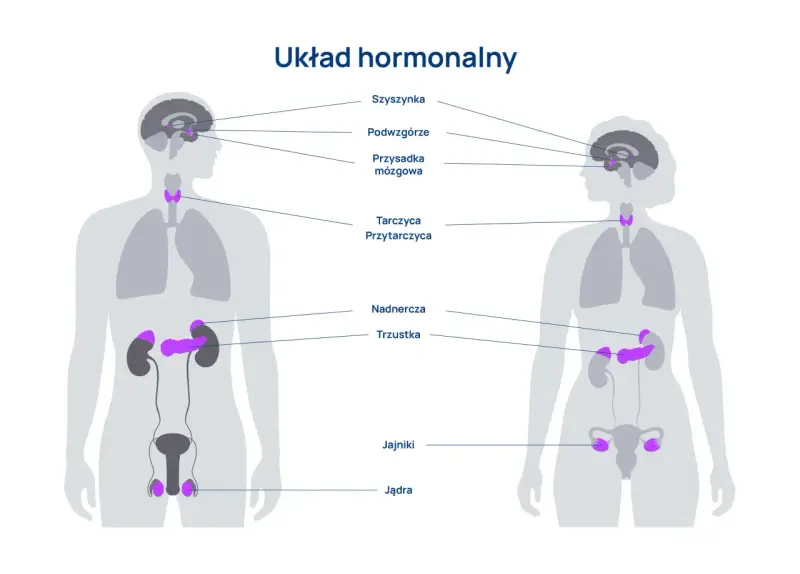 Ilustracja przedstawia ludzki układ hormonalny z zaznaczonymi gruczołami: szyszynką, podwzgórzem, przysadką, tarczycą, przytarczycami, nadnerczami, trzustką, jajnikami i jądrami.