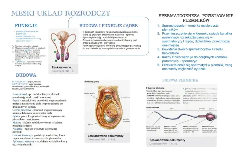 Męski układ rozrodczy: budowa jąder, powstawanie plemników (spermatogeneza) i budowa plemnika.