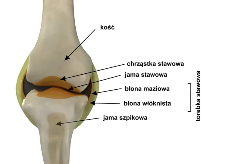Przekrój stawu z widocznymi kośćmi, chrząstką, jamą stawową, błoną maziową i włóknistą, tworzącymi torebkę stawową.